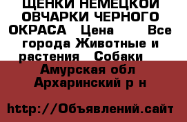 ЩЕНКИ НЕМЕЦКОЙ ОВЧАРКИ ЧЕРНОГО ОКРАСА › Цена ­ 1 - Все города Животные и растения » Собаки   . Амурская обл.,Архаринский р-н